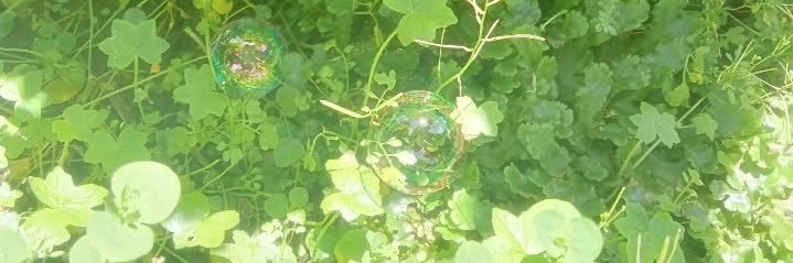 𝐣𝐮𝐧𝐨𝐬𝐩𝐫𝐨𝐮𝐭🌱❀ banner