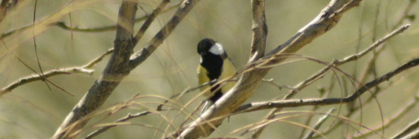 Saioa Manzano-Morales banner