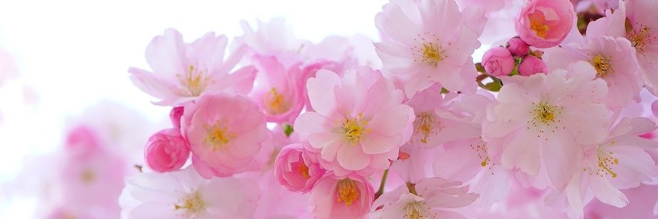 🦋🌸🎶 MIMI 🎶🌸🦋 banner