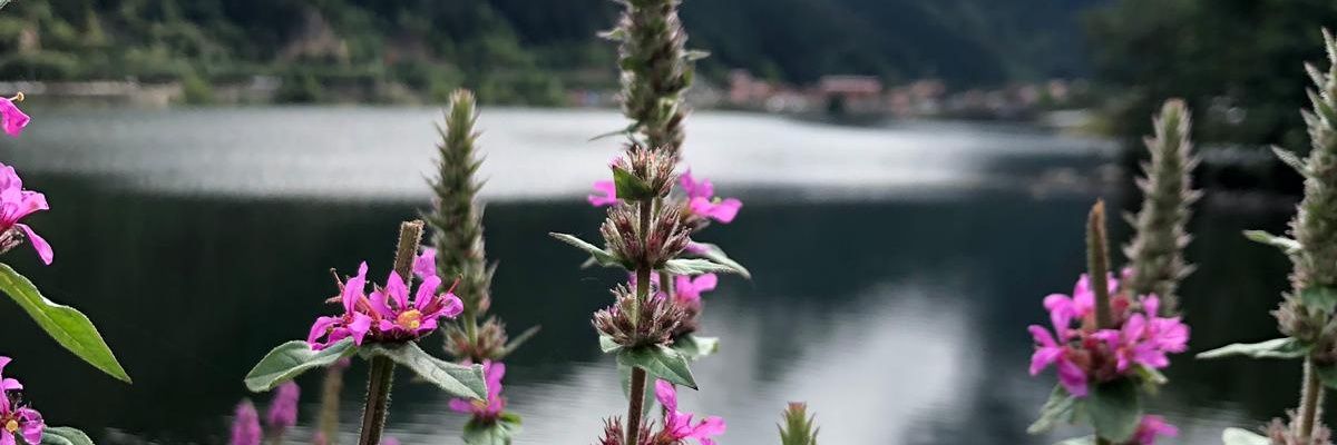 meum_cor16's profile banner image