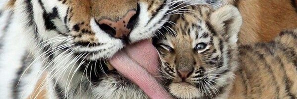 kittensfolder Profile Banner