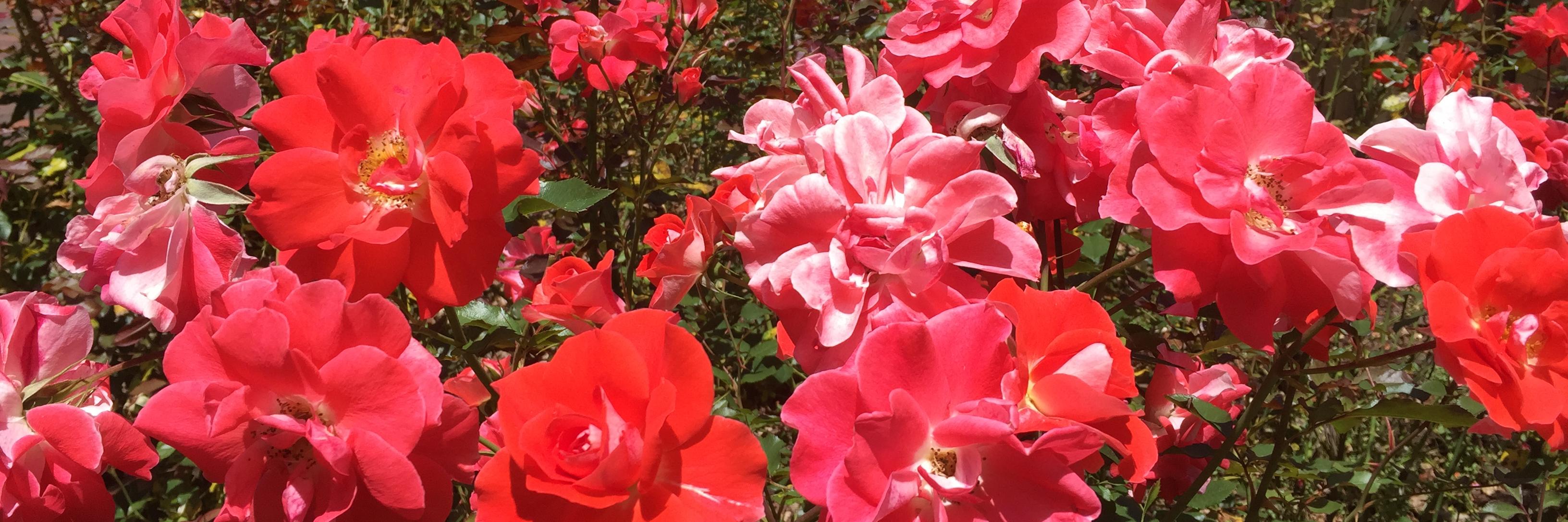 dahliahan's profile banner image