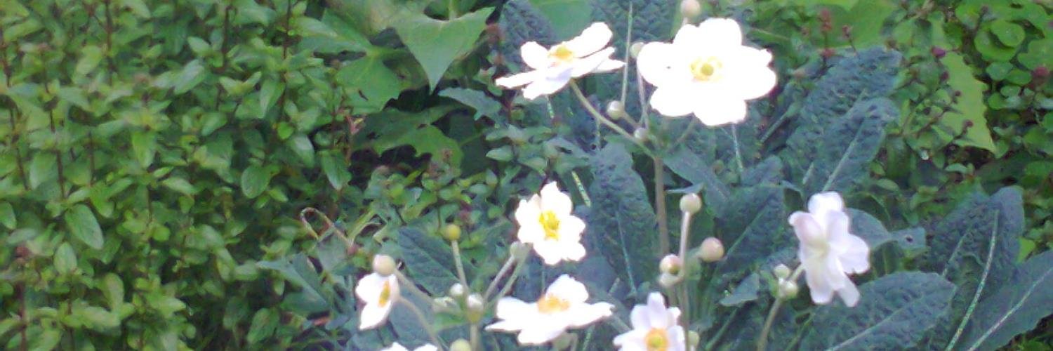 gardenjoan's profile banner image