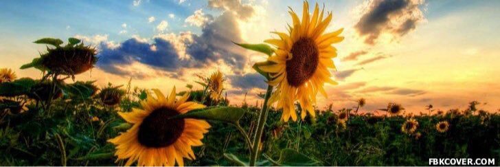ElevatedDaisy's profile banner image