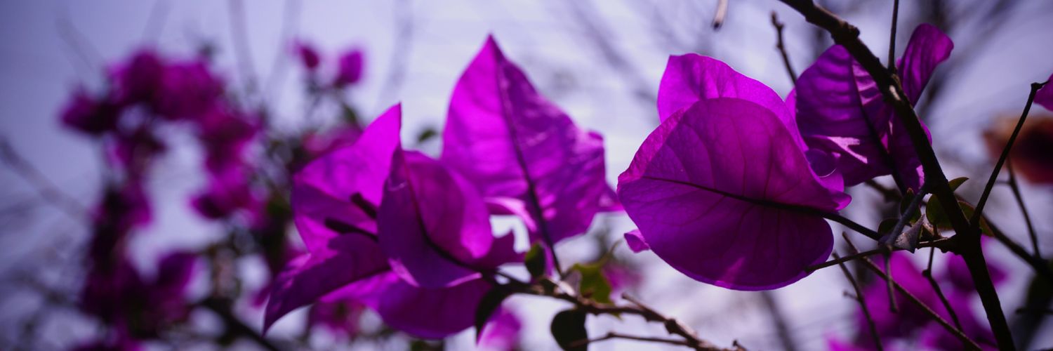 LizzethGon's profile banner image