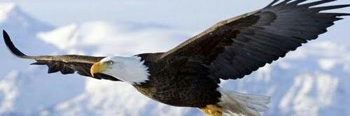 Mattozzoo's profile banner image