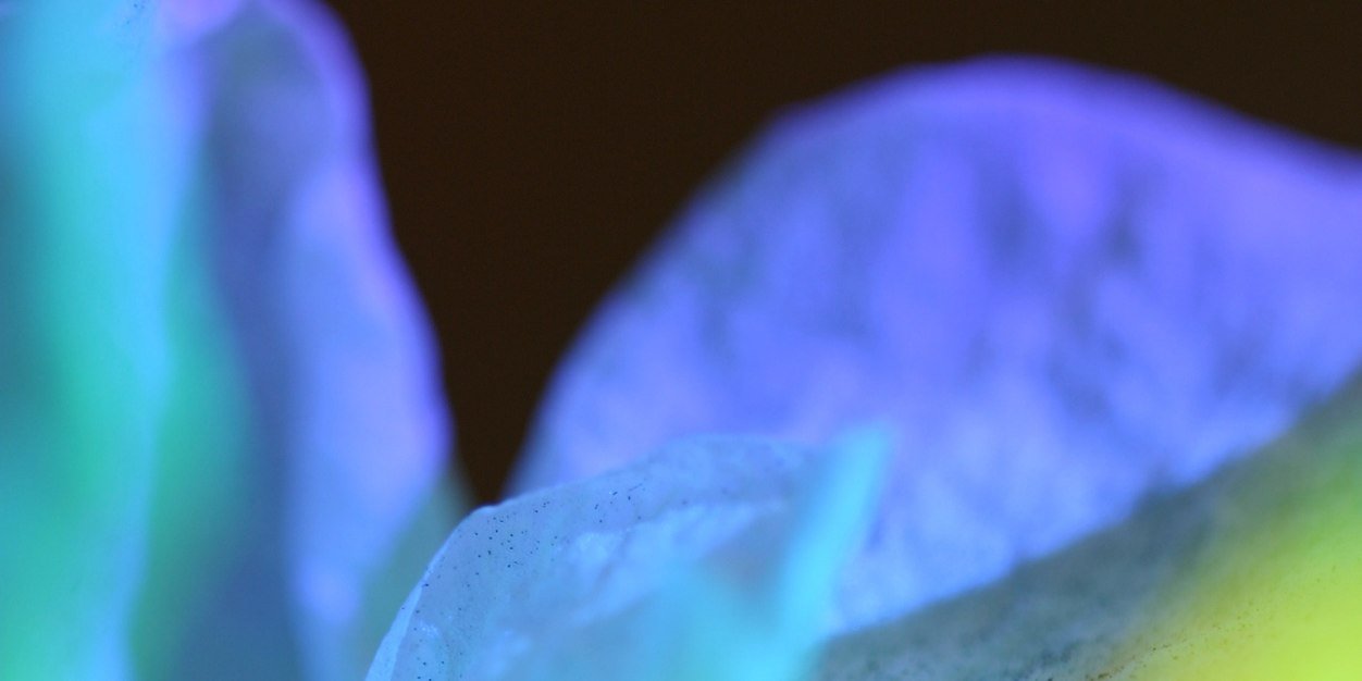 ElizShatner's profile banner image