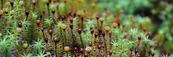 Laura_CSW Profile Banner