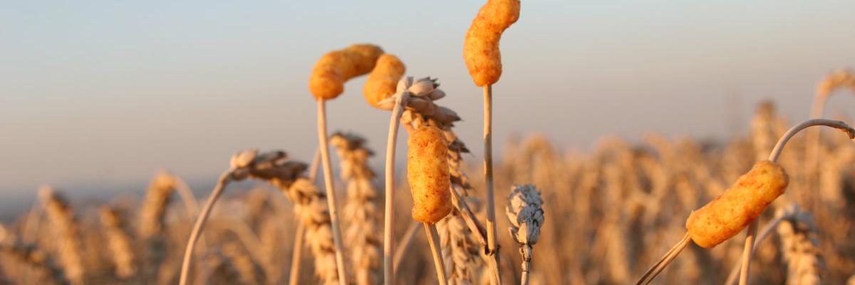 werwild's profile banner image