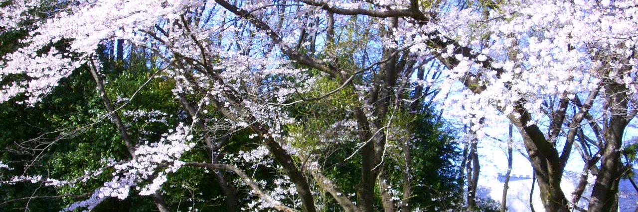 kayuki_chi's profile banner image