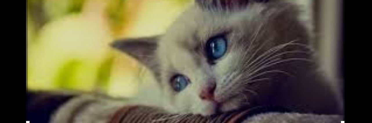 fifi_ovie's profile banner image