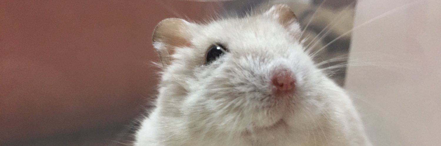 Mehoho_'s profile banner image