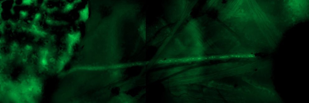 Rodrigo Senovilla Ganzo banner