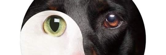 abejo76's profile banner image