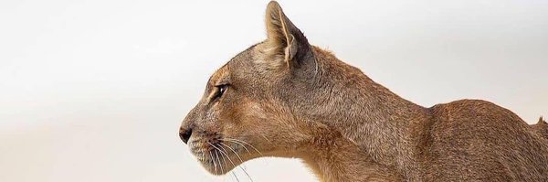 ThorisoJoy Profile Banner