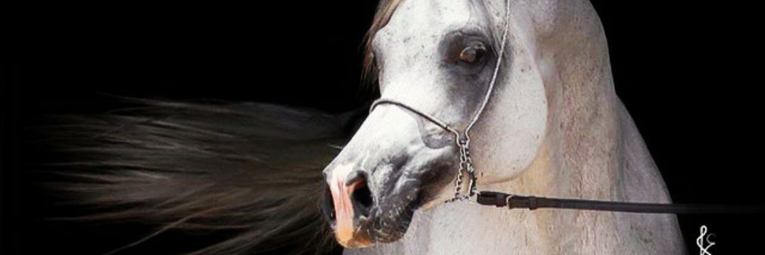 R_f_990's profile banner image