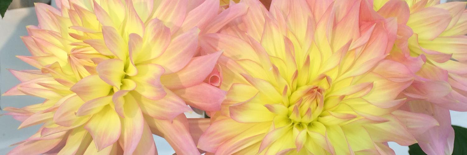 mimimihara0207's profile banner image