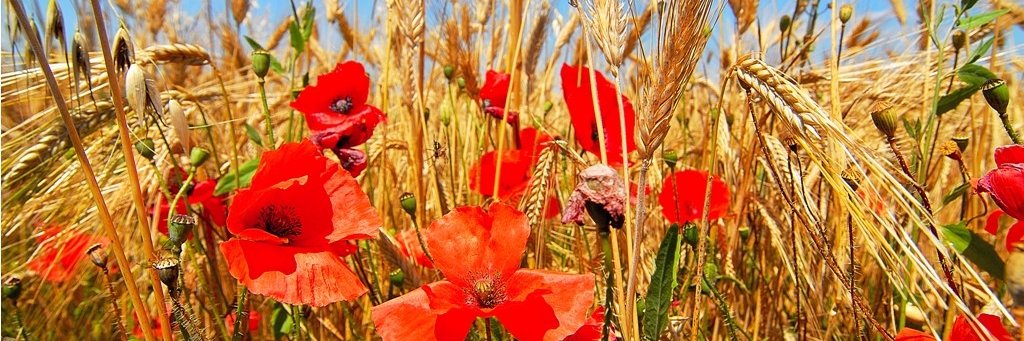 OrientacioPla's profile banner image