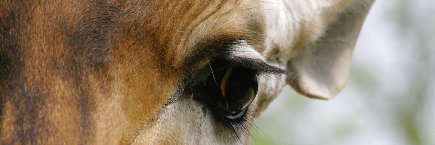 Thérèse Rinuit banner