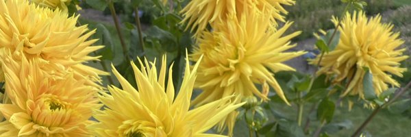 kate_atherton Profile Banner