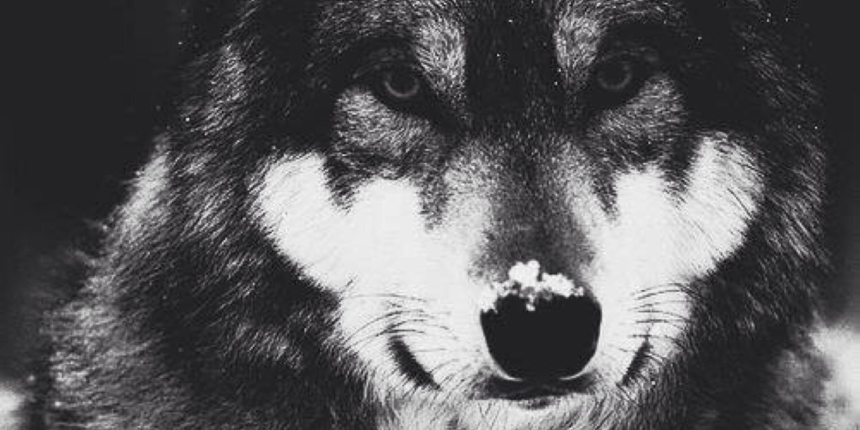 Alejandro De Jesus banner