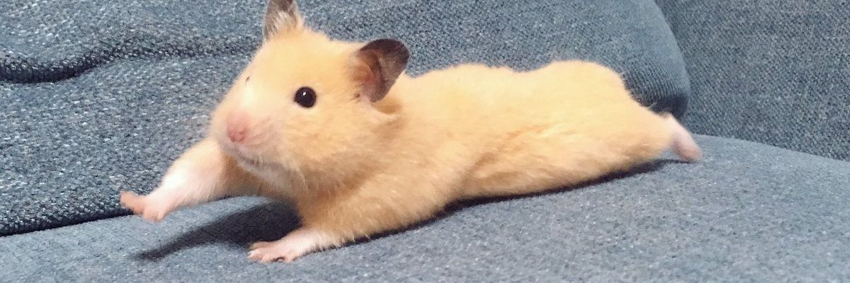 po__tan00's profile banner image