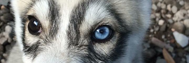 icakhalifa's profile banner image