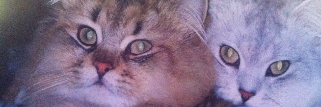 toromogu's profile banner image