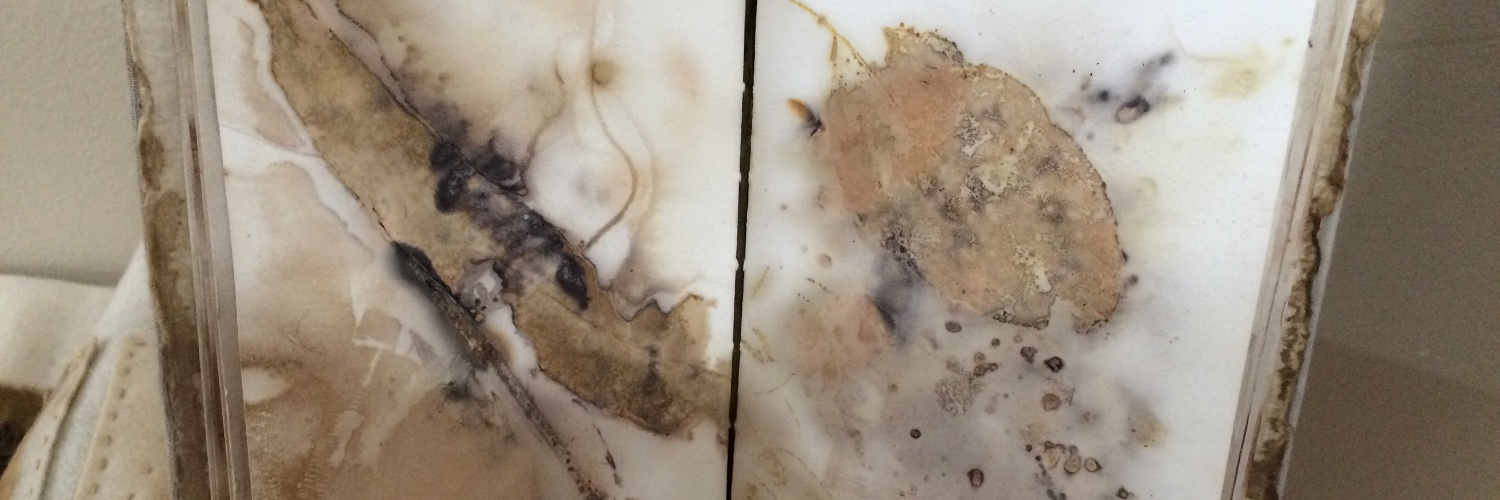 Tabby Cat banner