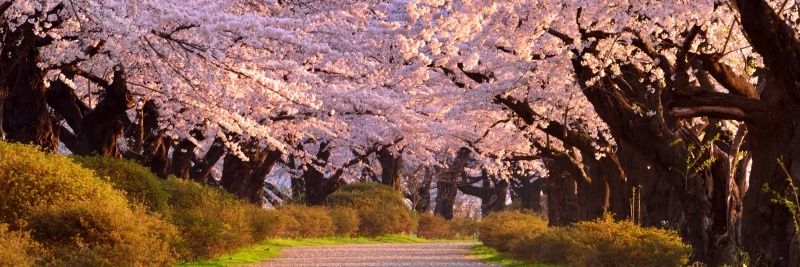 ティー・アッポ banner