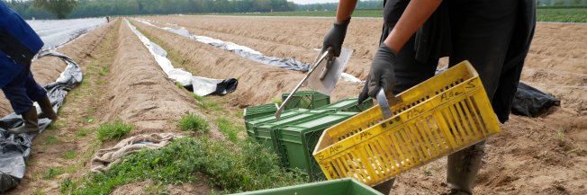Fair Labour Mobility banner