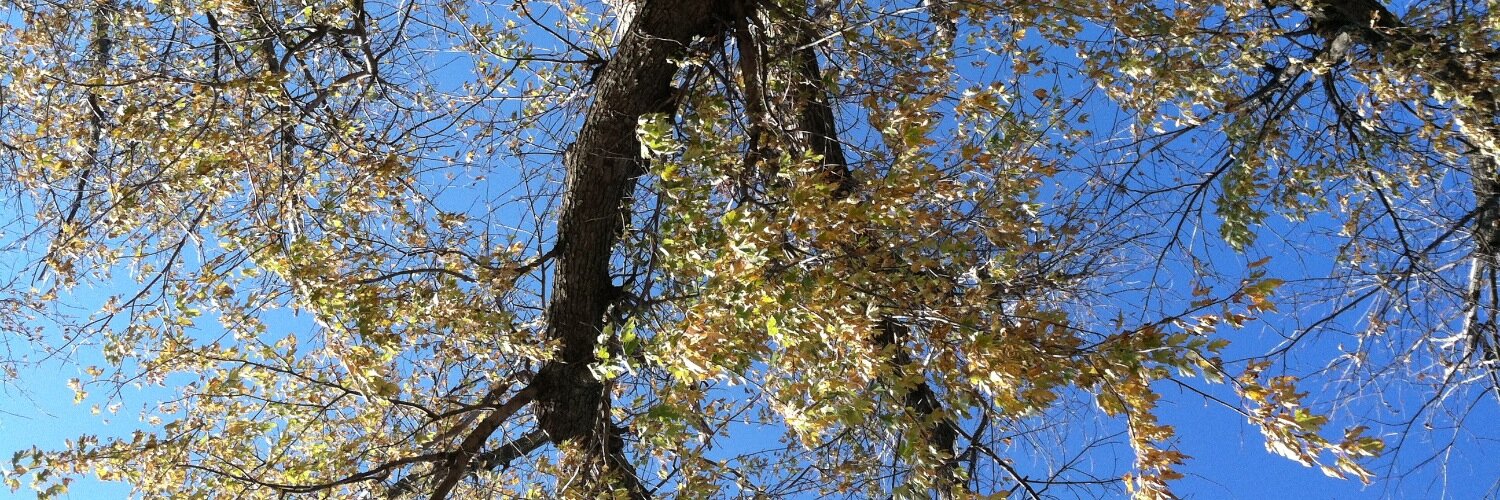 BeaveMama's profile banner image