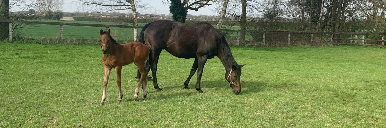 Strawberry Fields Stud banner