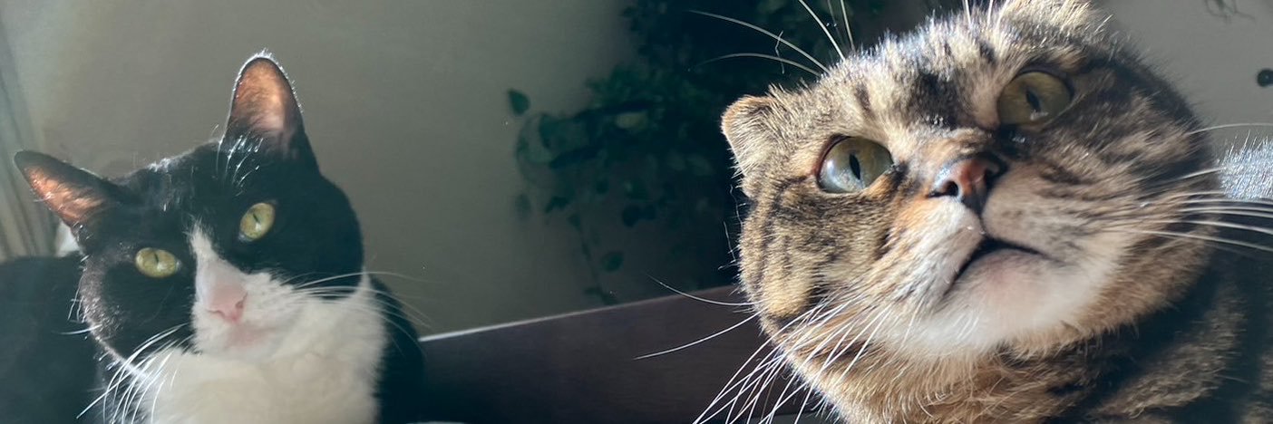 SAYAxxoo's profile banner image