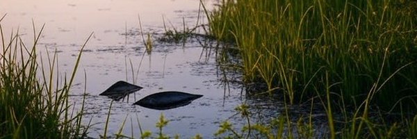 ramenpoodles2 Profile Banner