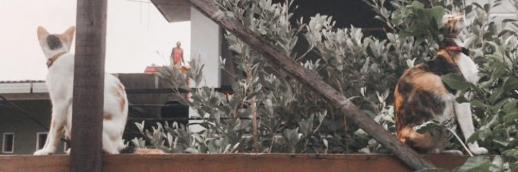 🍇 ⋆ 🍪 🎀 𝒮𝓊𝓂𝒾 𝒦𝒸𝓊𝒾𝓃𝑔𝒿 🎀 🍪 ⋆ 🍇 banner