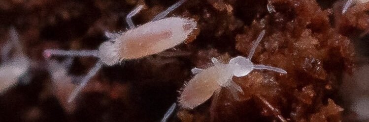 スプリングテイルズSpringTails banner