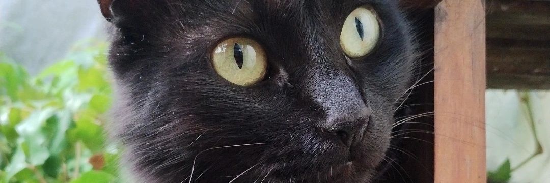 Solcica's profile banner image