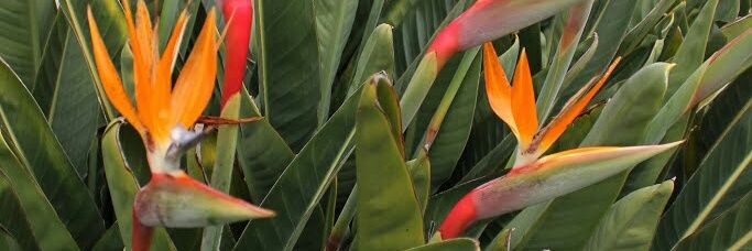 lauravirt's profile banner image