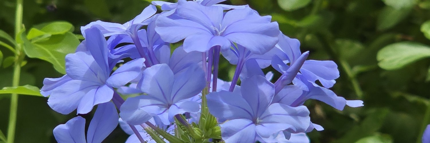 carolinethennos's profile banner image