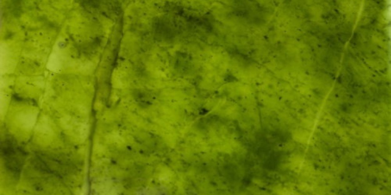 Nichole Gully banner