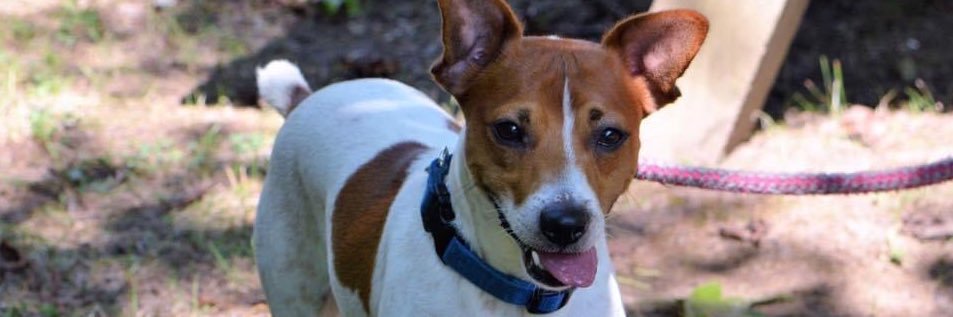 charles g. lynch banner