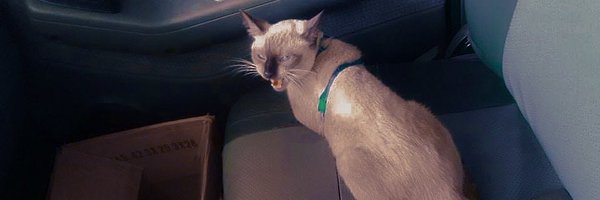 Rhaiya31 Profile Banner