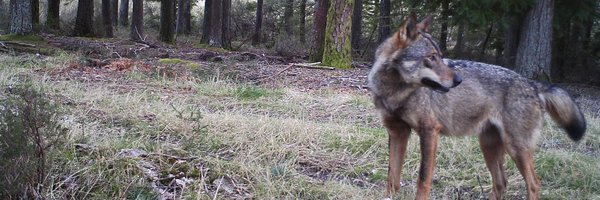 goncalo_fcosta Profile Banner