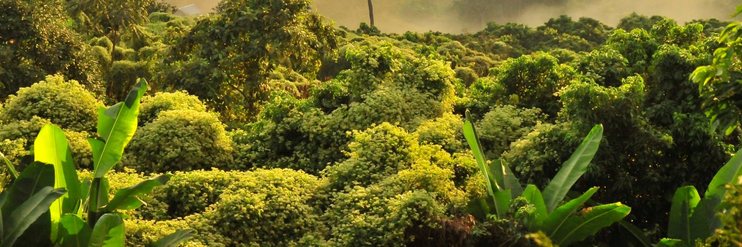 properpolymath banner