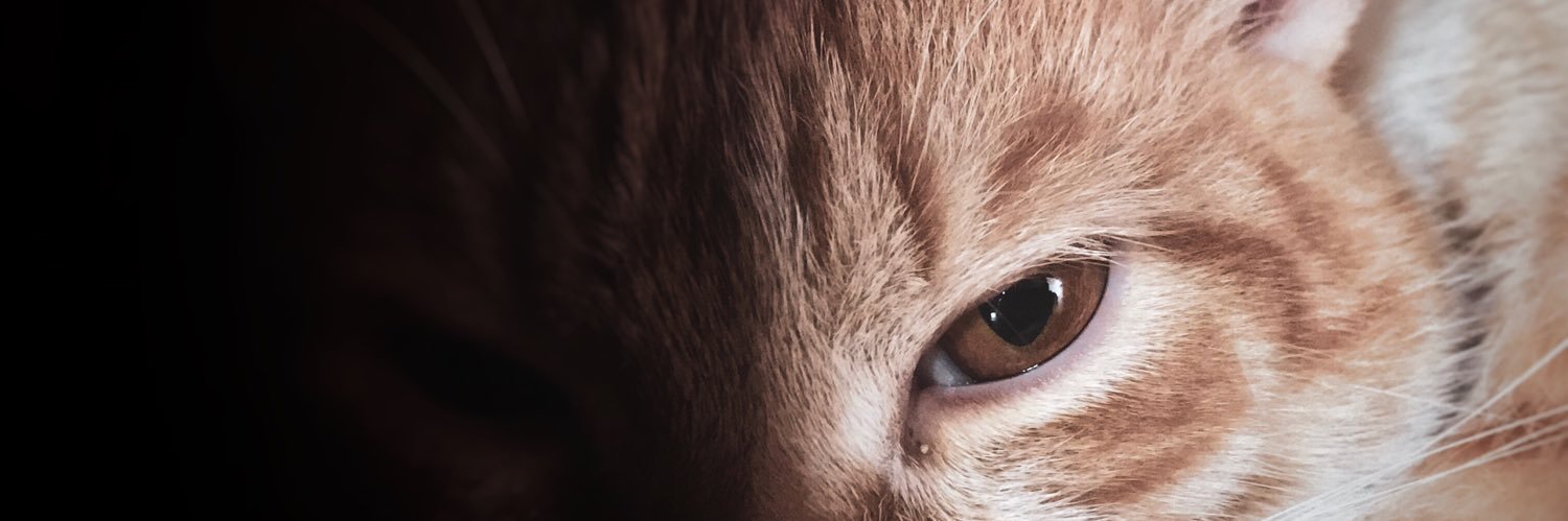 rahayudew's profile banner image
