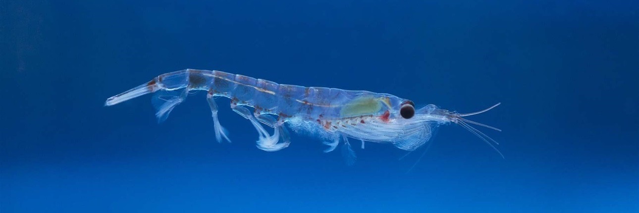 marie from the hit game splatoon 2 banner