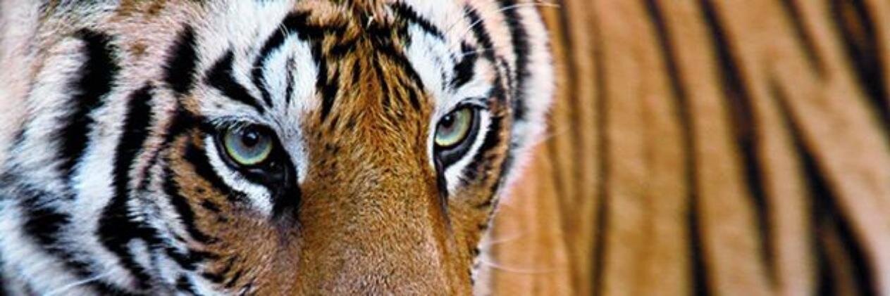 Dev_Harish95's profile banner image