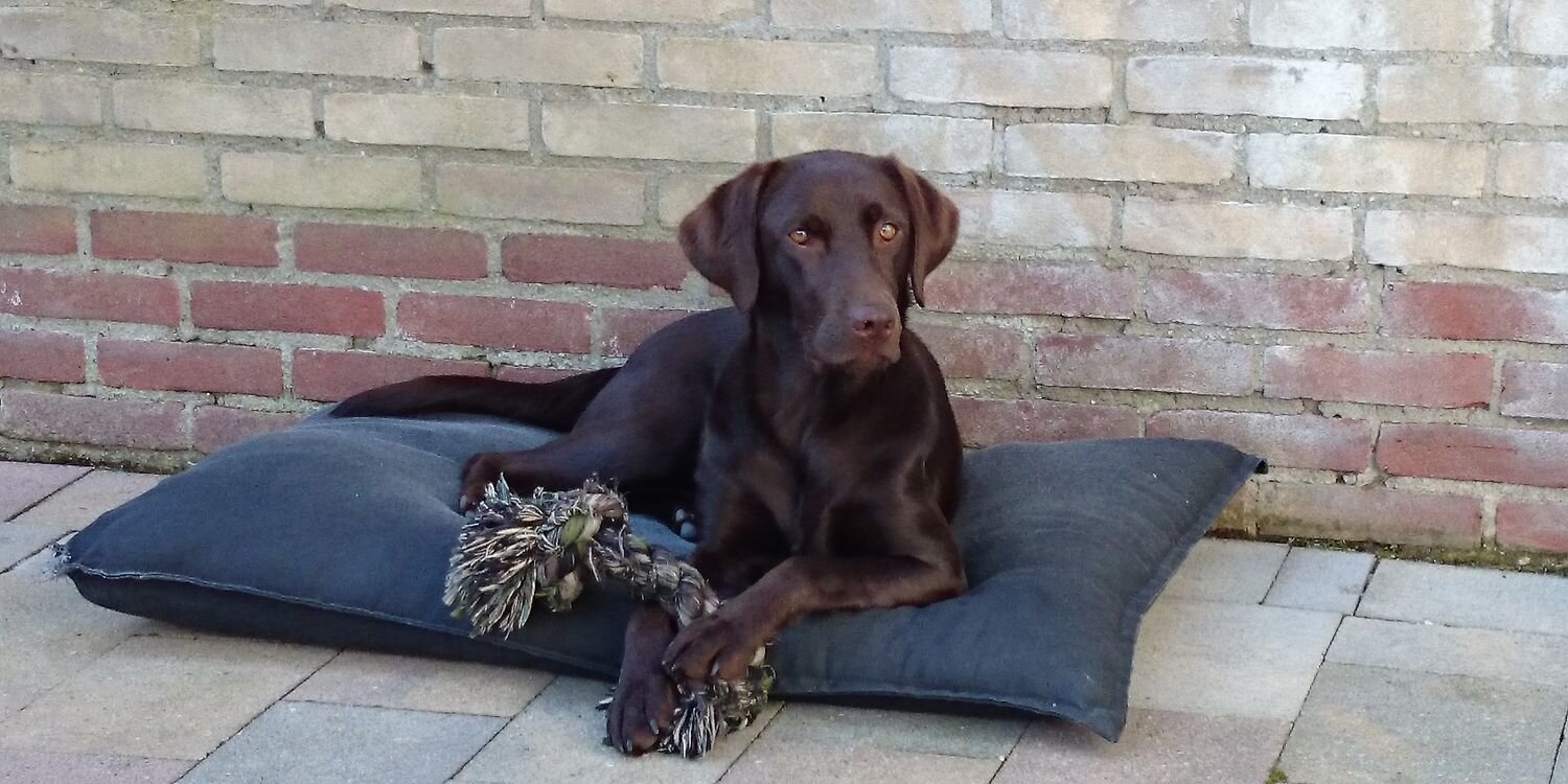 Ingrid Goudsbloem banner