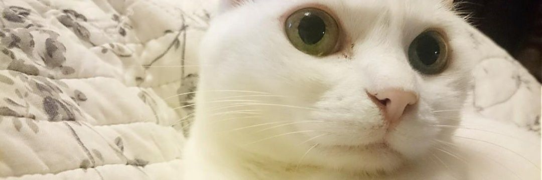 MMTKSS's profile banner image